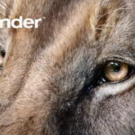 Blender LTS